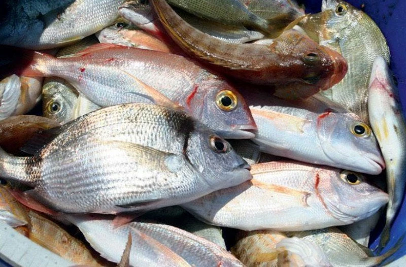 Η καλύτερη και ευκολότερη παγίδα που μπορεί να πιάσει πολλά ψάρια (βίντεο)